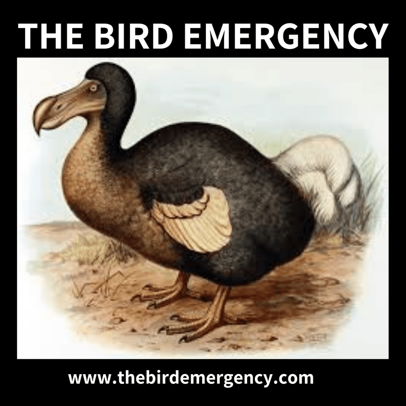 The Bird Emergency cover art